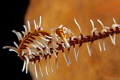   Enjoying view Undetermined Crinoid Shrimp  